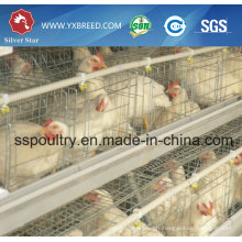 New Poultry Layer Cages